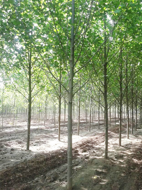 山东法桐减少苗木的蒸腾和土壤的蒸发强度