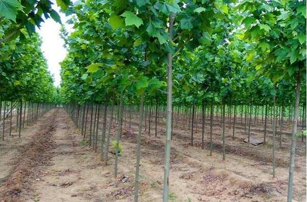 山东法桐小苗 山东法桐小苗