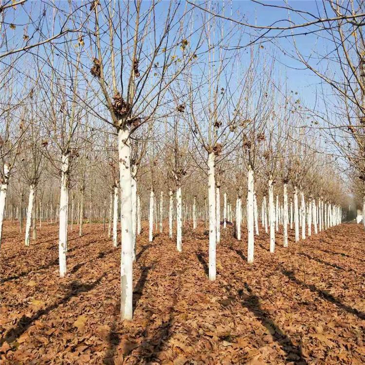 山东法桐 山东法桐