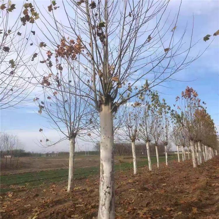 山东法桐 山东法桐